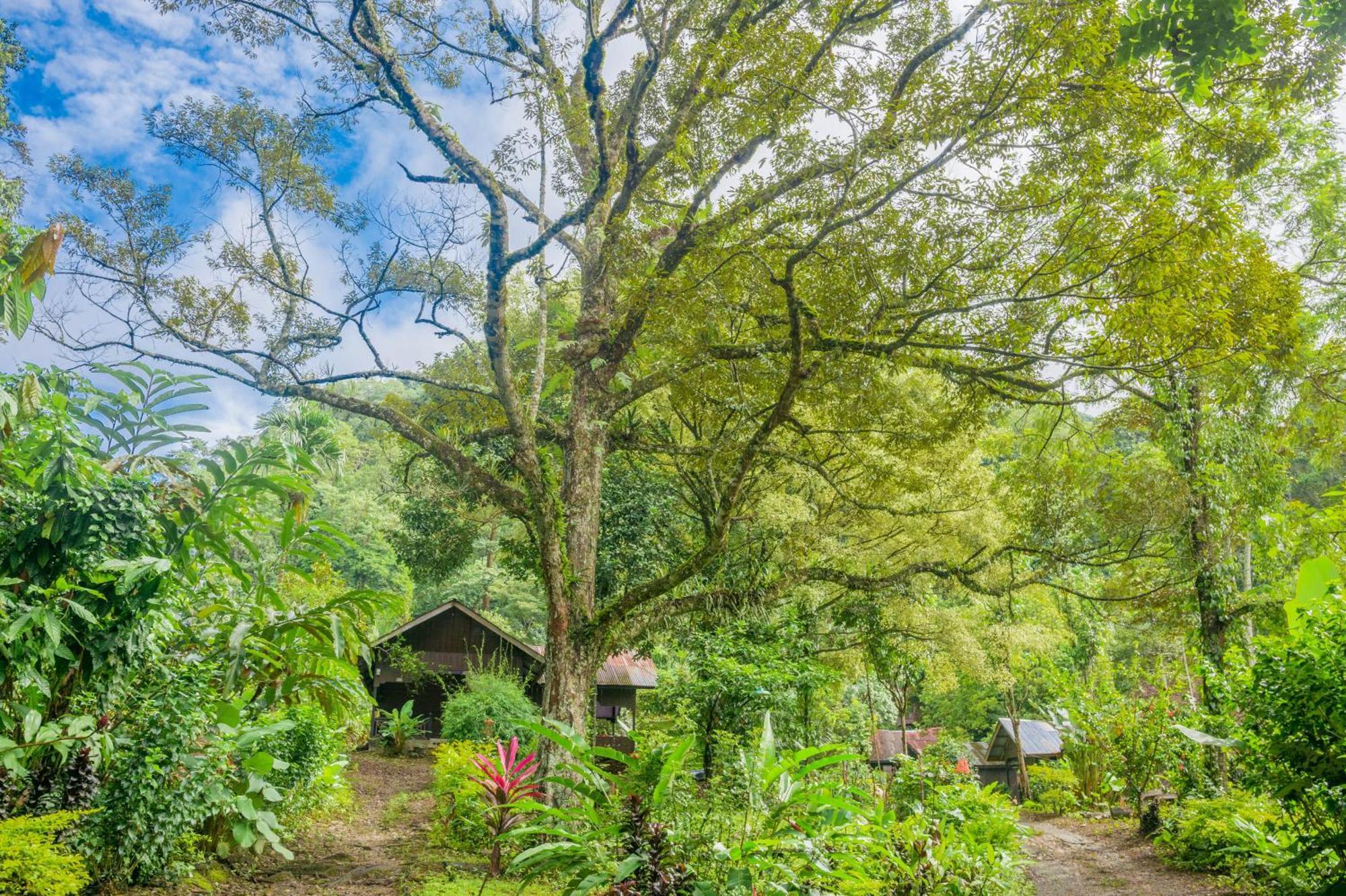 Pak Mus Guest House Ketambe - 0813-7072-1793 Kutacane Exterior foto